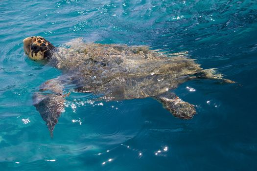 Loggerhead Sea Turtle swimming in the blue water near Zakynthos island - summer holiday destination in Greece