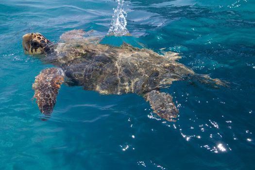 Loggerhead Sea Turtle swimming in the blue water near Zakynthos island - summer holiday destination in Greece