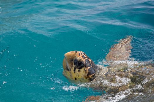Loggerhead Sea Turtle swimming in the blue water near Zakynthos island - summer holiday destination in Greece