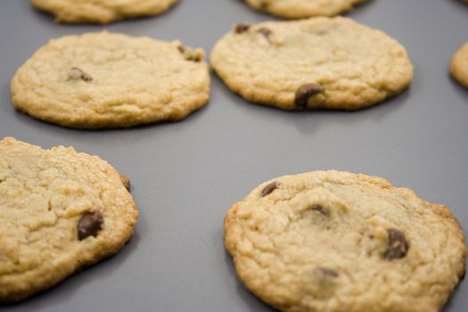 cookie sheet of chocolate chip cookies fresh out of the oven