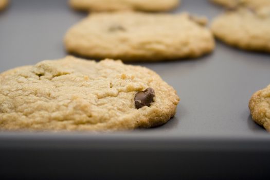 cookie sheet of chocolate chip cookies fresh out of the oven