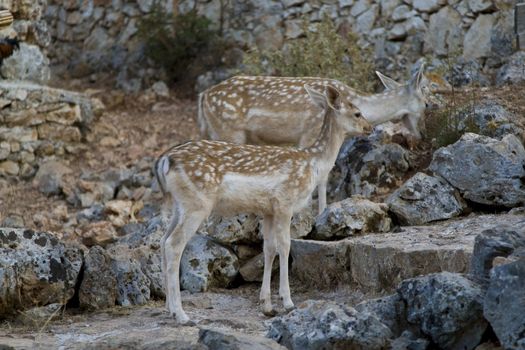 Photo is shot in a natural park in Zakynthos Island - a summer holiday destination in Greece