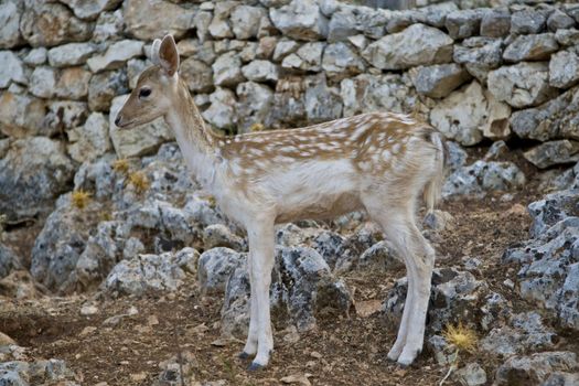 Photo is shot in a natural park in Zakynthos Island - a summer holiday destination in Greece