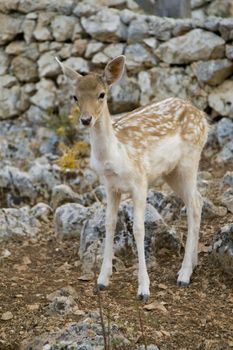 Photo is shot in a natural park in Zakynthos Island - a summer holiday destination in Greece