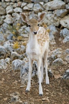 Photo is shot in a natural park in Zakynthos Island - a summer holiday destination in Greece