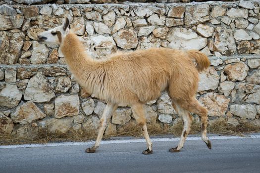 Photo is shot in a natural park in Zakynthos Island - a summer holiday destination in Greece