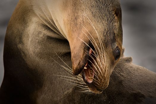 Galapagos sea lion curving its head (Zalophus wollebaeki, South Plaza Island, Galapagos, Ecuador)