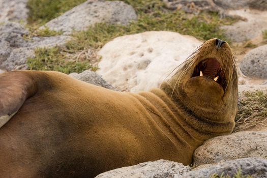 Galapagos sea lion sleeping with open mouth (Zalophus wollebaeki, South Plaza Island, Galapagos, Ecuador)