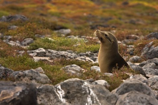 Joung Galapagos sea lion backlit by the sun (Zalophus wollebaeki, South Plaza Island, Galapagos, Ecuador)