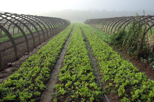 Farming in China: plantation of green vegetables in YueYang, Hunan province. 