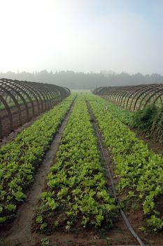 Farming in China: plantation of green vegetables in YueYang, Hunan province. 