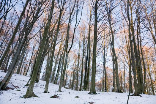 View of a forest in winter (Sweden).