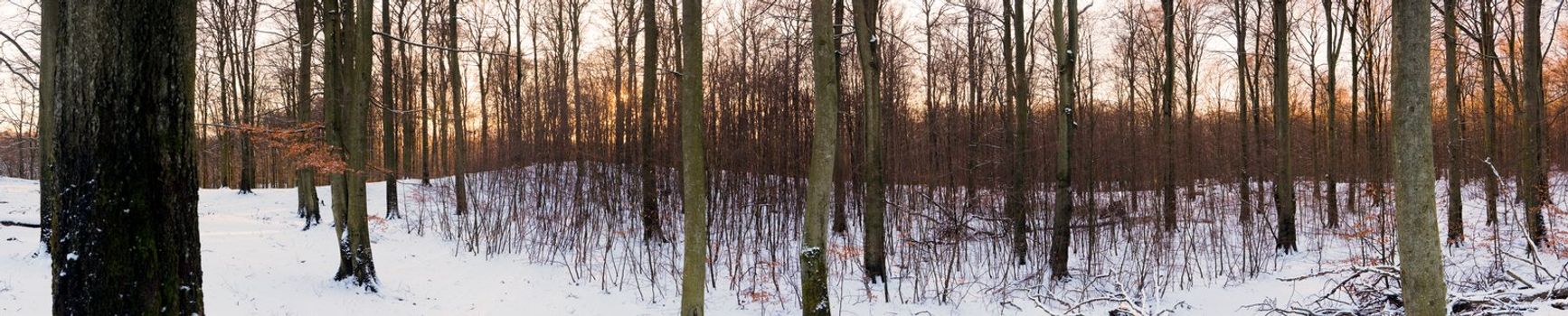 High-resolution panoramic view of a forest in winter