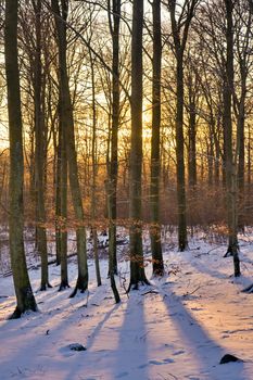 View of a forest in winter during sunset (Sweden).