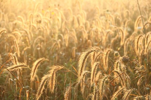 Closeup of tall grass in a meadow with morning dew.