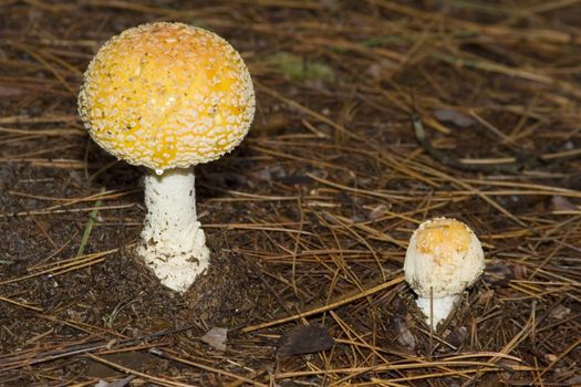 A pair or mushrooms, one is just popping out of the ground