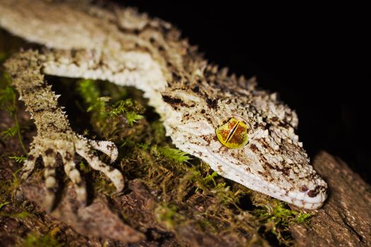 Closeup of a beautiful and well camouflaged leaftail gecko (Saltuarius cornutus) sitting on the trunk of a rainforest tree