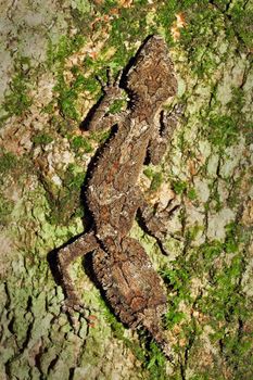 A beautiful and well camouflaged leaftail gecko (Saltuarius cornutus) sitting on the trunk of a rainforest tree