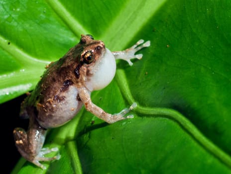 Macroshot of the tiny common Australian nursery frog, Cophixalus ornatus