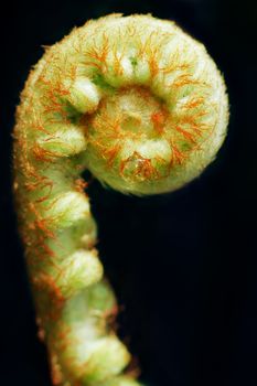 A beautiful macro shot of a new fern frond uncurling. Isolated on black.