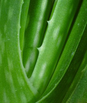 aloe vera