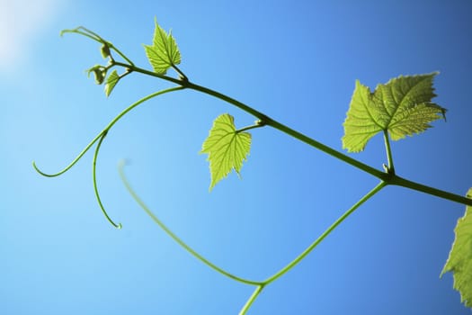 leaf and vine