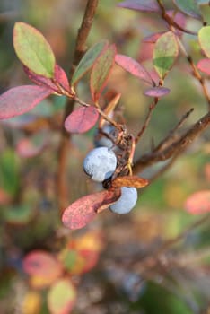 A close up of a Bog Bilberry (Vaccinium uliginosum) in autumn colors. Bog Bilberries contain high amounts of Vitamin C. Selective focus.