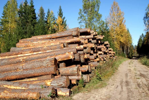 A stack of pine logs on a sunny day of autumn by a rural road ready for transport. Photographed in Marttila, Finland 26 September 2010.