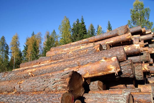 Stacked pine logs with autumn forest and blue sky as background. Photographed in Marttila, Finland September 26, 2010.