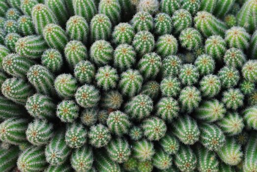 close up of small cactus. background