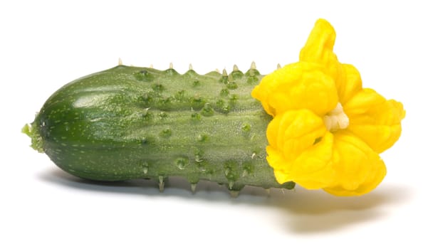 Green cucumber with a yellow flower on a white background.