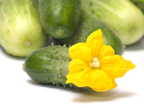 Green cucumber with a yellow flower on a white background.