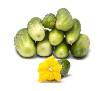 Green cucumber with a yellow flower on a white background.