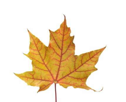 Autumn maple leaf it is isolated on a white background. 