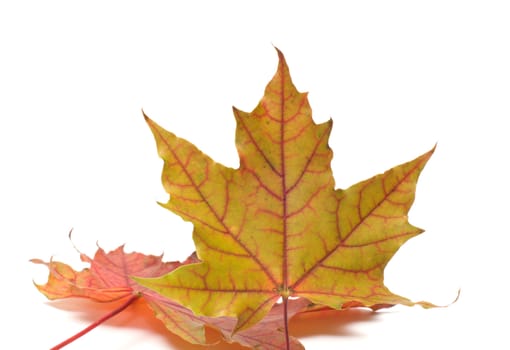 Two autumn maple leaf isolated on a white background.