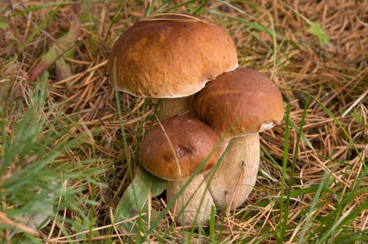 Three ceps close up growing in coniferous wood.