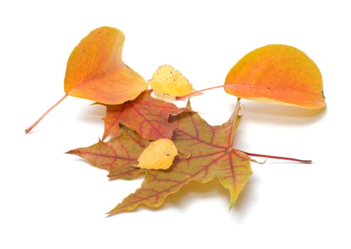 Autumn leaves isolated on white background.