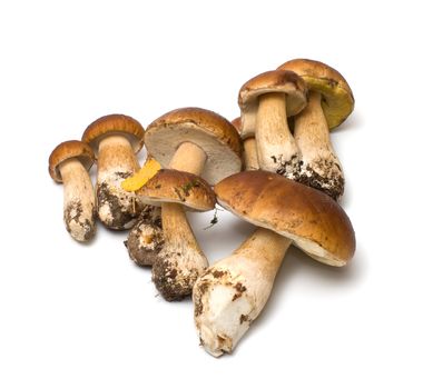 Fresh cep isolated on white background.