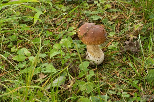 The cep grows among a green grass.