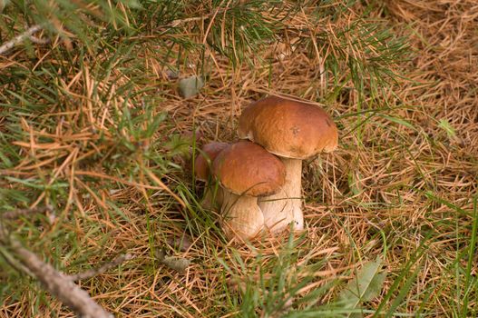 Three ceps close up growing in coniferous wood.