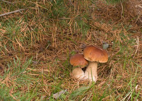 Two ceps close up growing in coniferous wood.