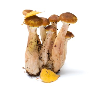 Group of honey agarics it is isolated on a white background.