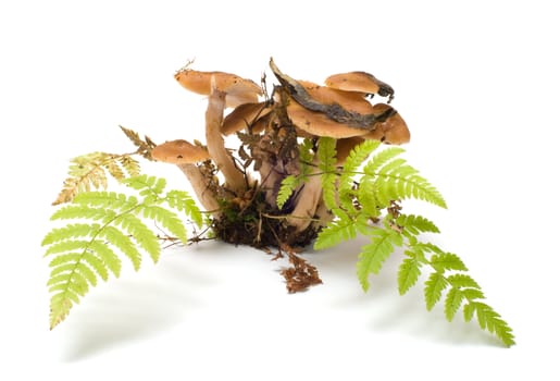 Group of honey agarics and fern it is isolated on a white background.