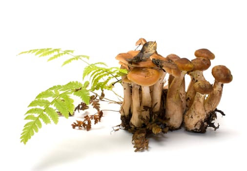 Group of honey agarics it is isolated on a white background.