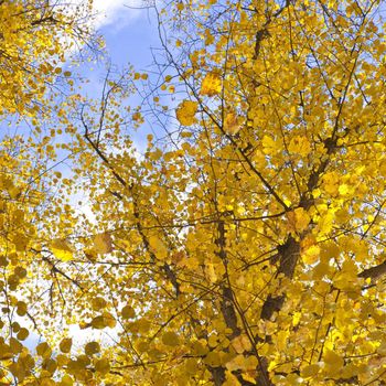 An image of an autumn golden leaf tree