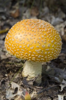 Macro shot of a wild mushroom in Michigan