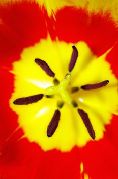 spring tulip close up