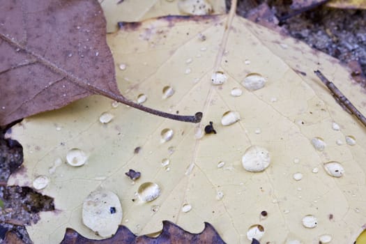 water drops on fall leaves nice background