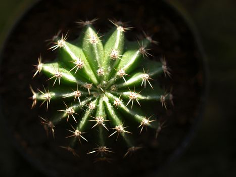 Detail of succulent ornamental Cactus fat plant