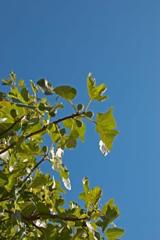 Fig tree branches with ripe fruit against sky background